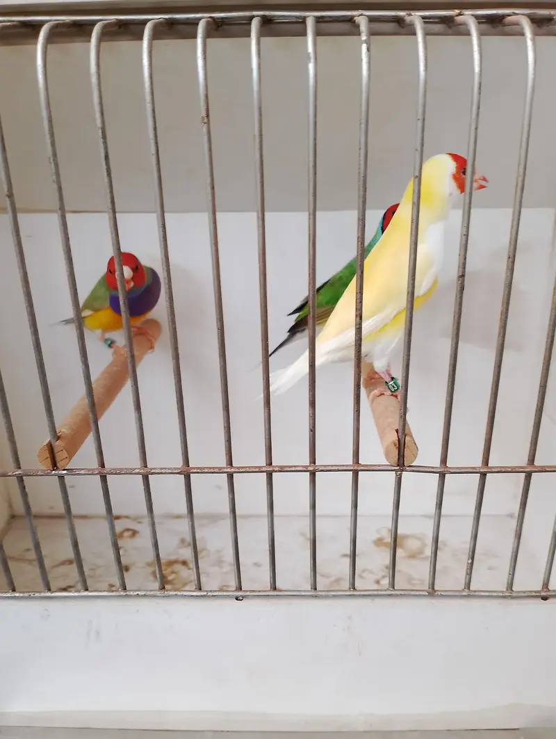 gouldian common and red eyes exibition pair — photo 9