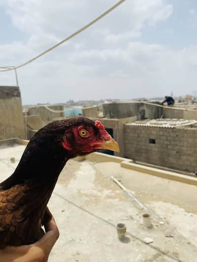Pure aseel Mianwali hens for sale