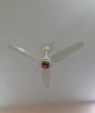 Royal and Carry Fan