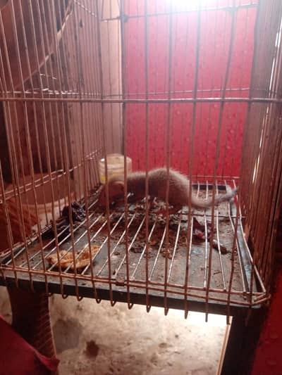 Nula for Sale Sehat Mand Nula Farokht ke Liye Seh