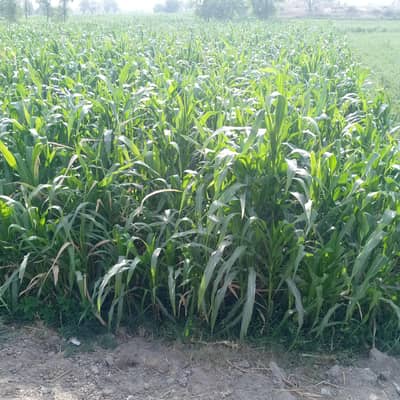 pak afgoi green Chara for sale 4 akerh