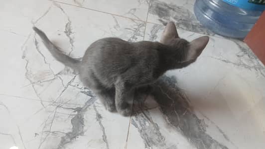 persian cat
