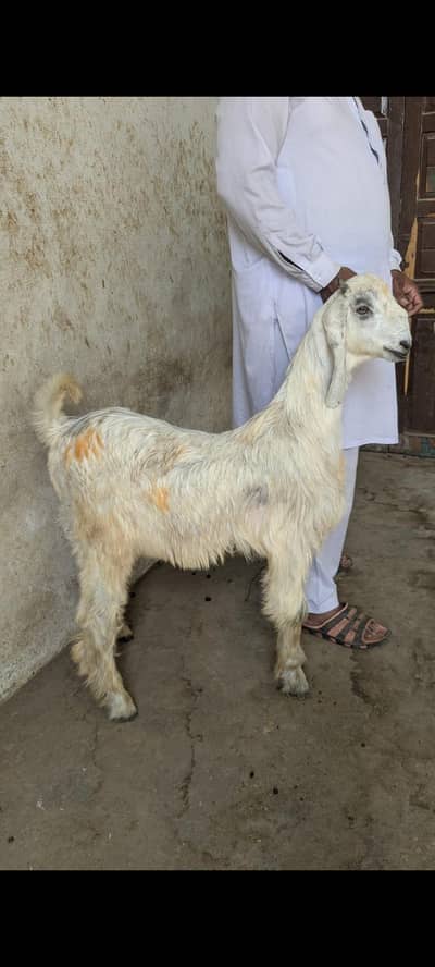 pure naachi bakra