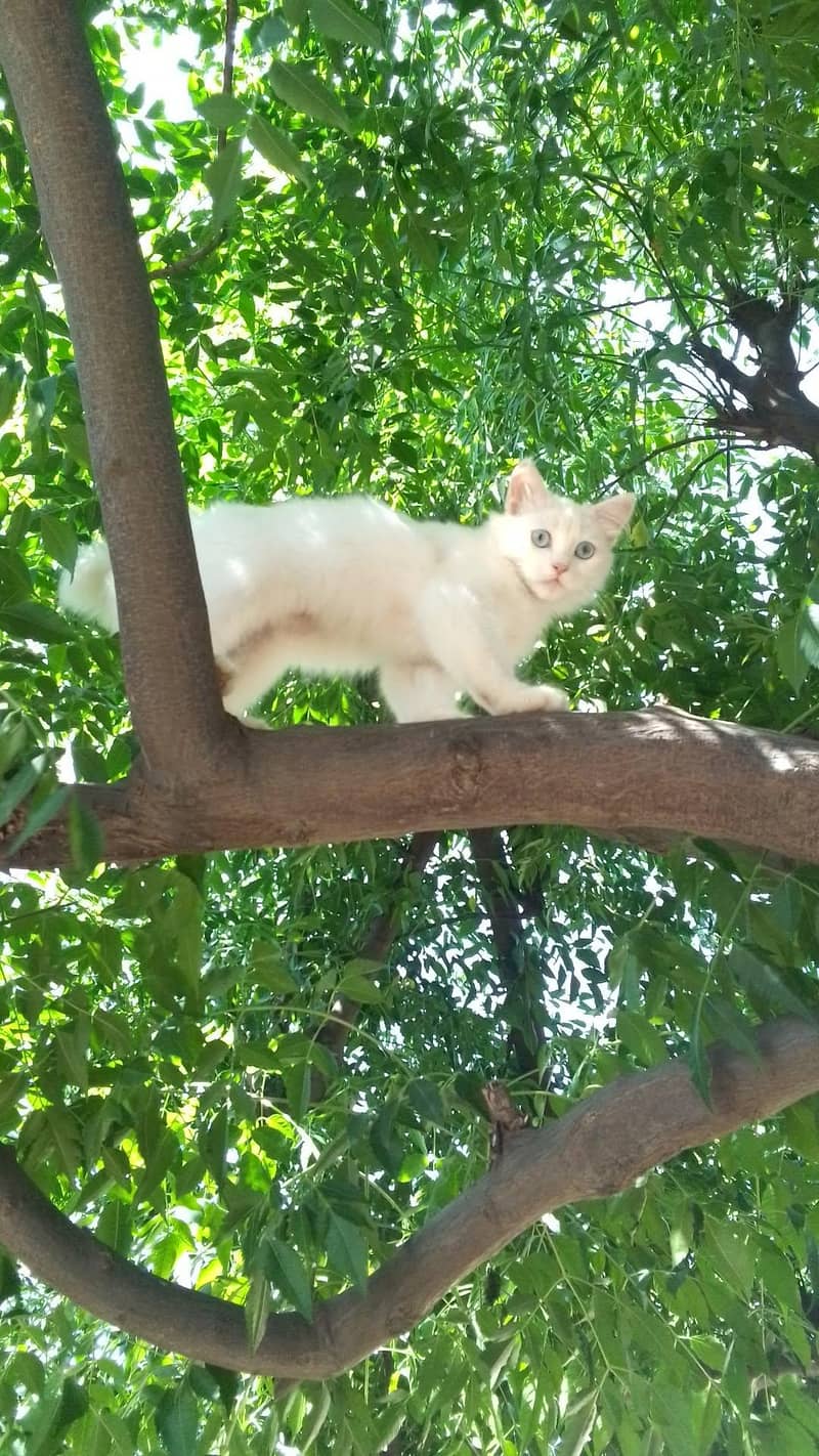 kitten 0