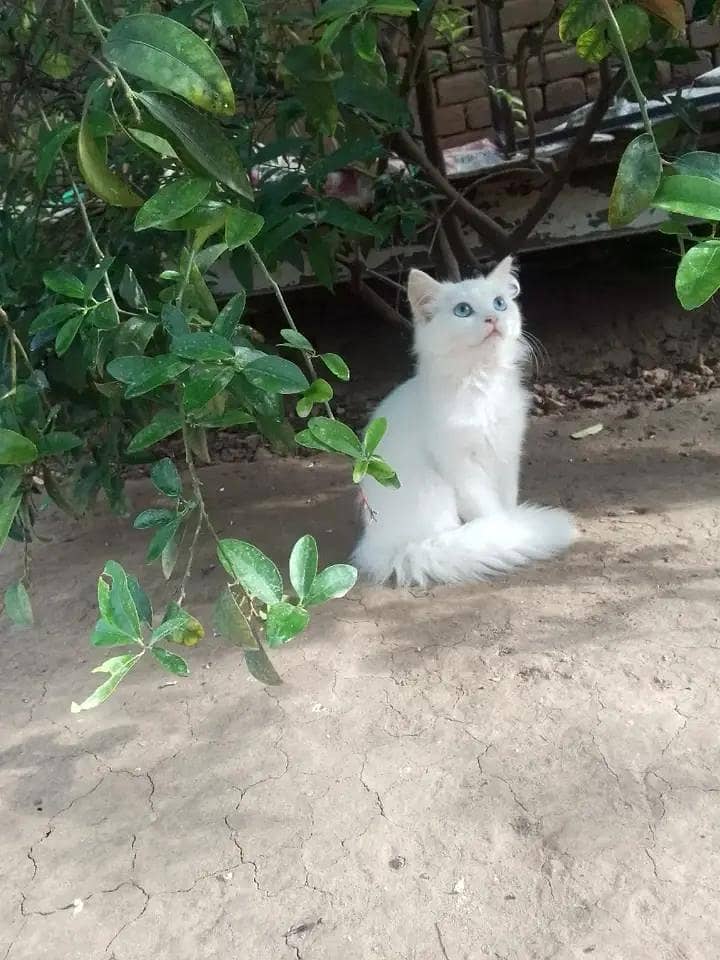 kitten 1