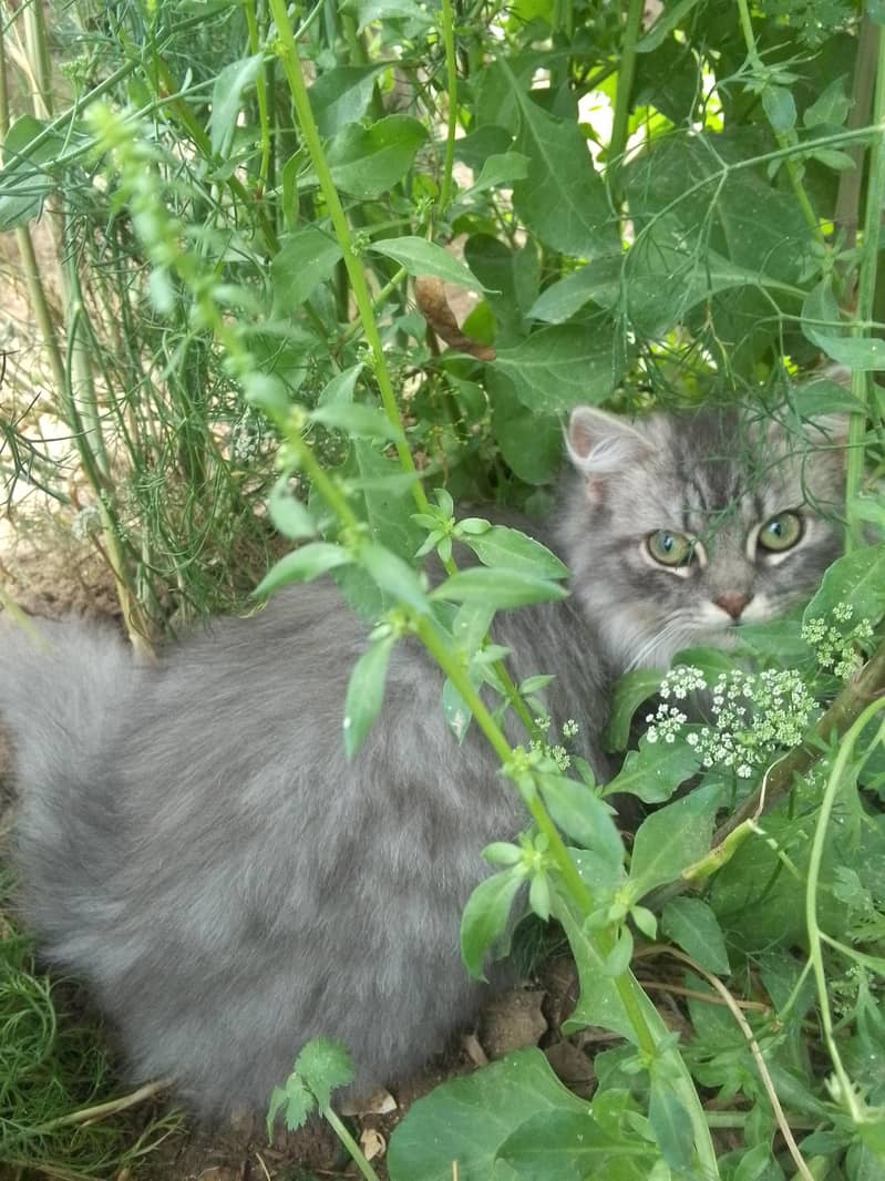 kitten 2