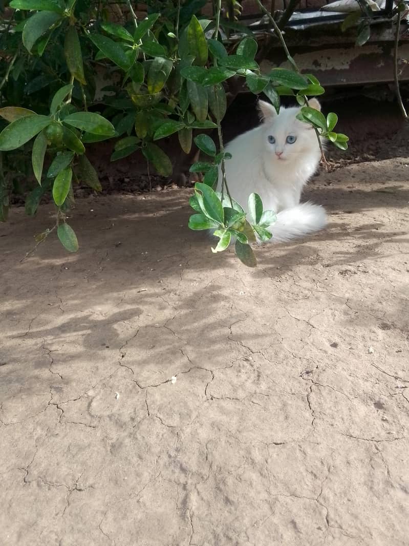 kitten 3
