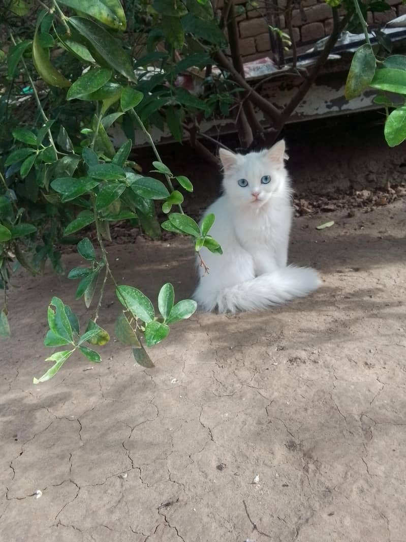 kitten 4
