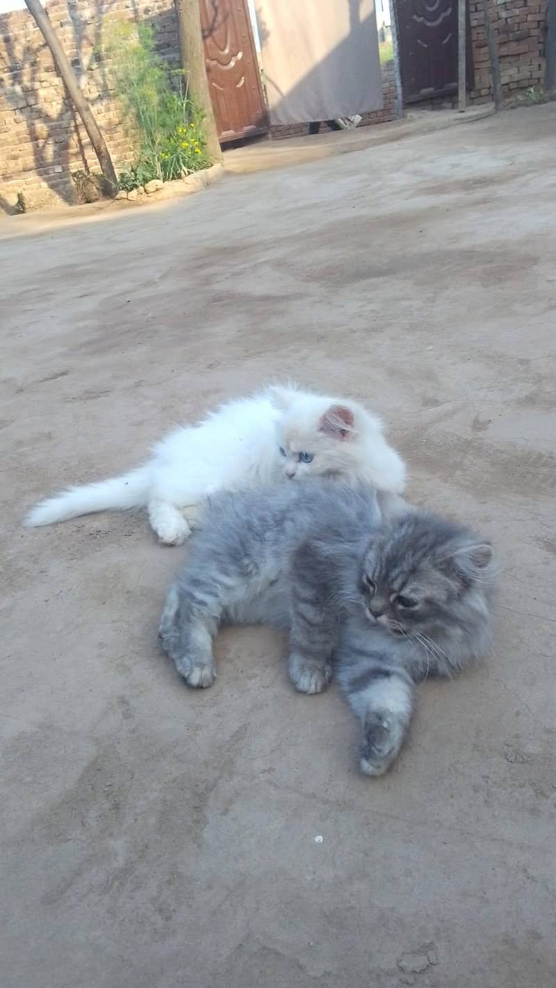 kitten 5