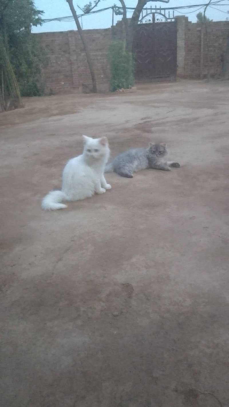 kitten 6