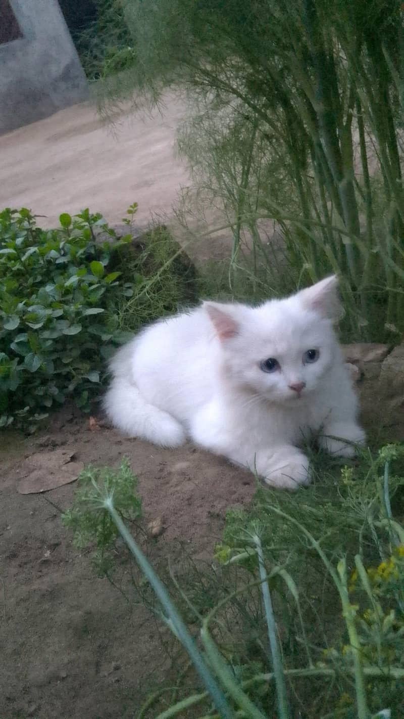 kitten 7