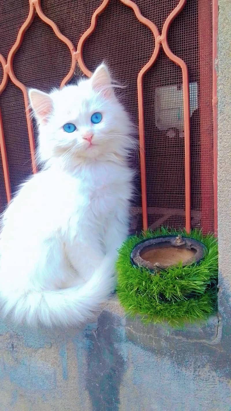 kitten 8