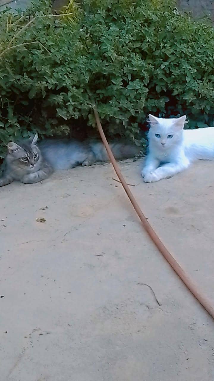 kitten 9