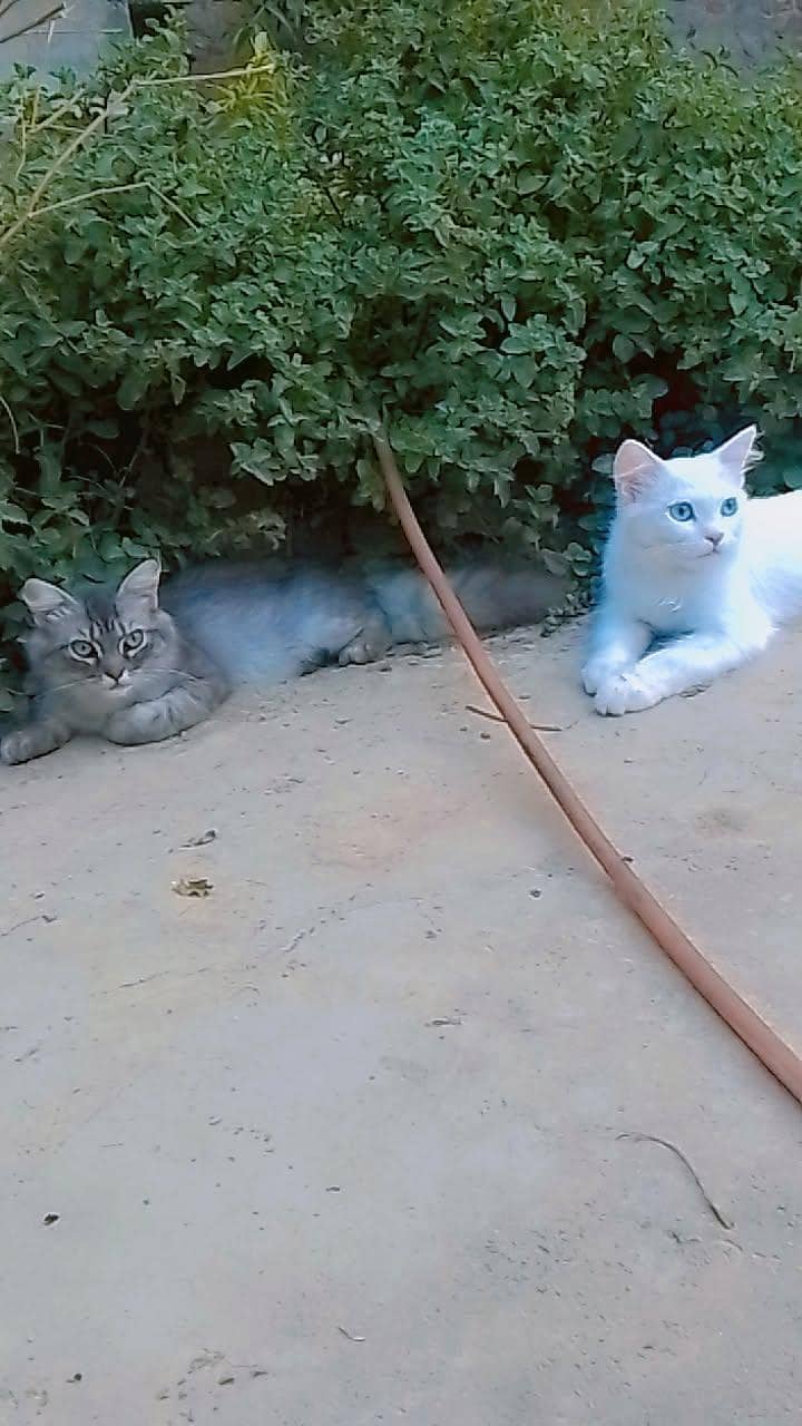 kitten 10