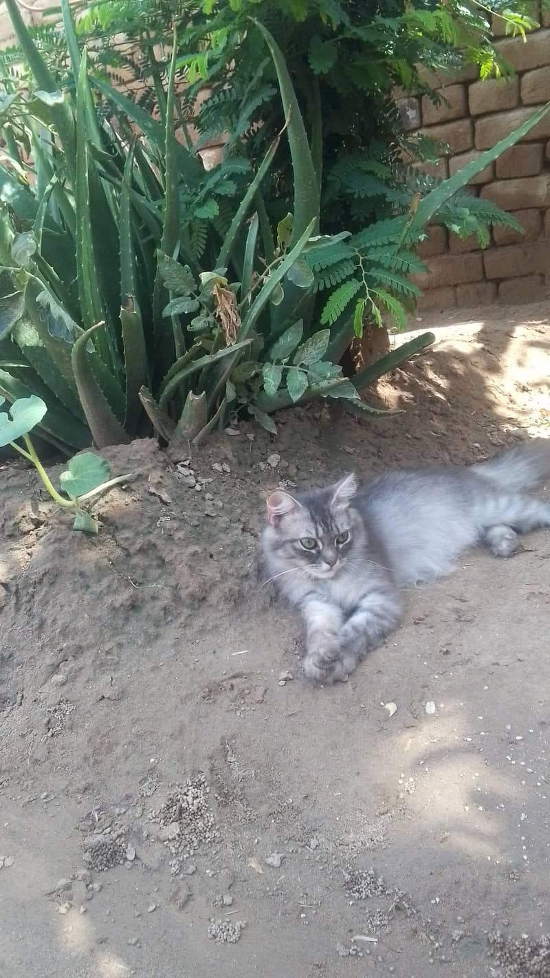 kitten 11