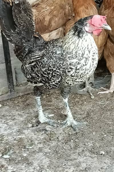 golden and misri hen for sale