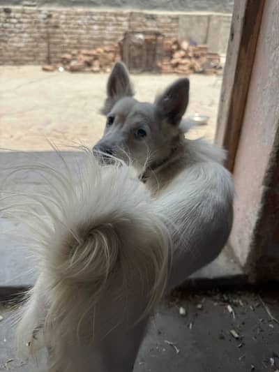 Russian Dog up for gifting