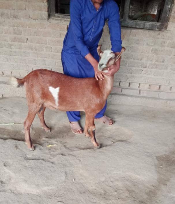 bakri 0
