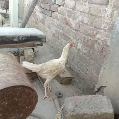 madian sale krni han