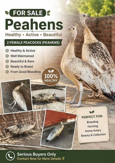 Healthy Black Shoulder  BREADER Female Peacocks – 2 Females Available