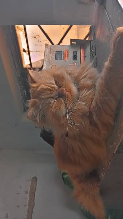 Brown persian cat sami punch
