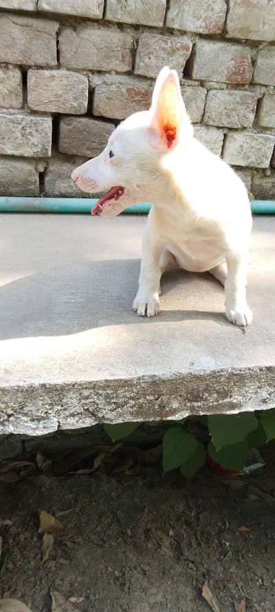 Russian dog
