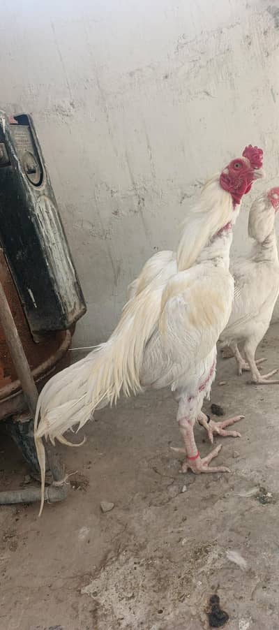Aseel heera for sale | Heera  | White pair