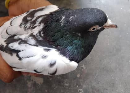 pigeon