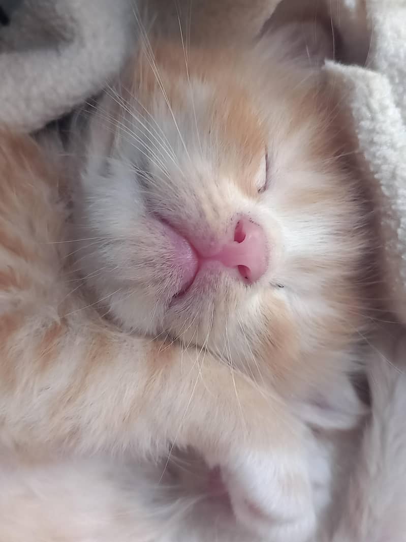 cute cat 2