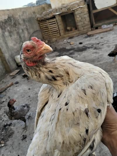 aseel pathiyan for sale