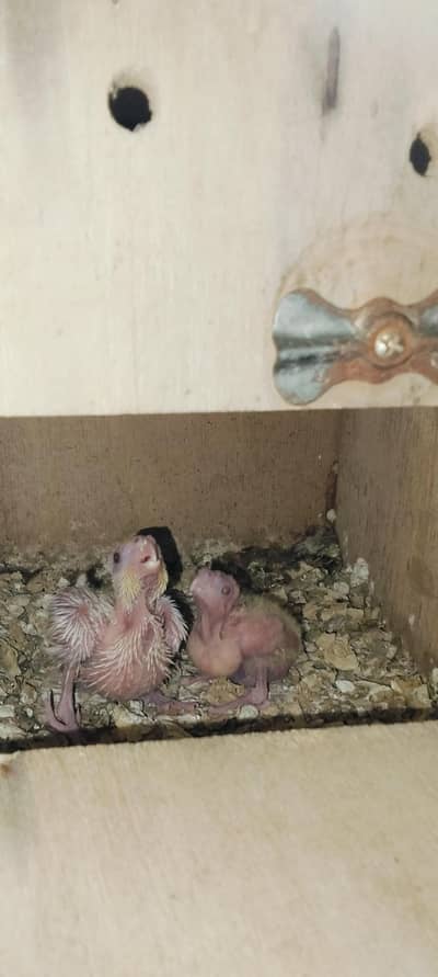 Cockatiel Breeder Pair