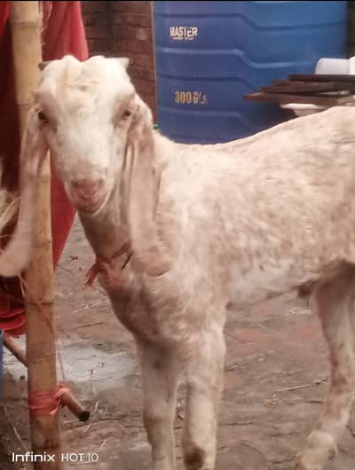 gulabi tedda