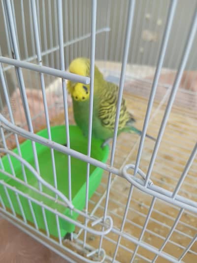 good quality birds hand tame cute and friendly with this cage