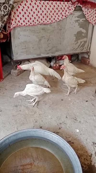 heera breeder pair/ heera aseel pair / white aseel/ heera aseel