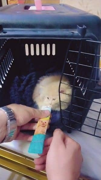 Persian cat for sale