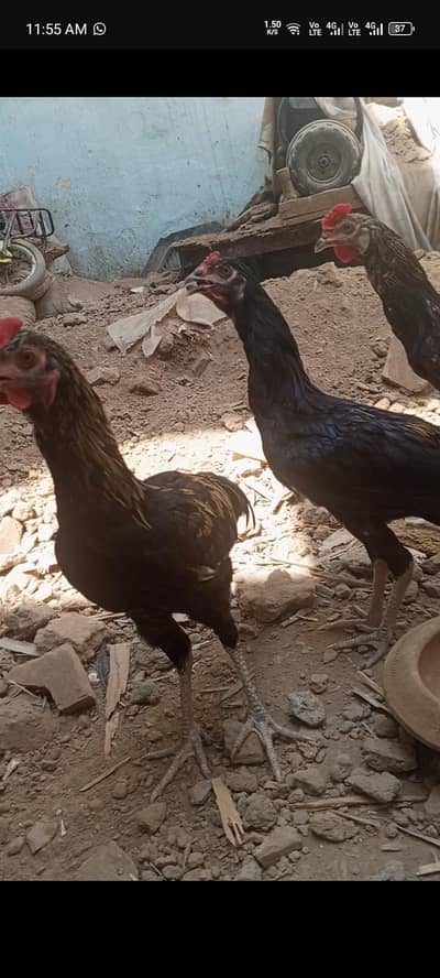 Desii  urgent sale.  (03194850457)