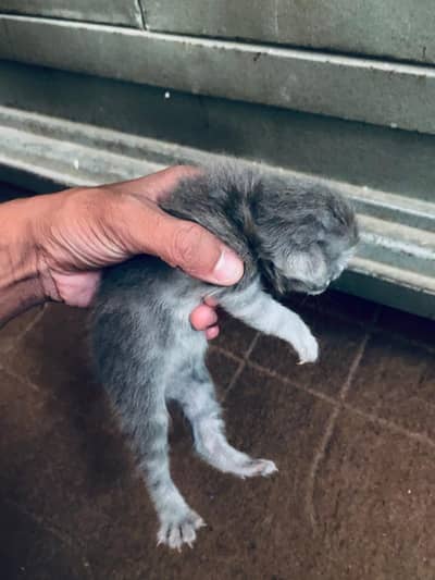 Persian kitten smoke grey