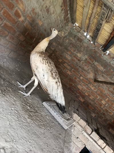 Healthy Black Shoulder  BREADER Female Peacocks – 2 Females Available