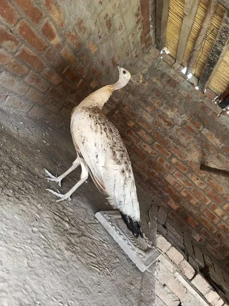 Healthy Black Shoulder  BREADER Female Peacocks – 2 Females Available — photo 2