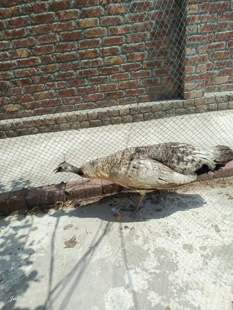 Healthy Black Shoulder  BREADER Female Peacocks – 2 Females Available — photo 3