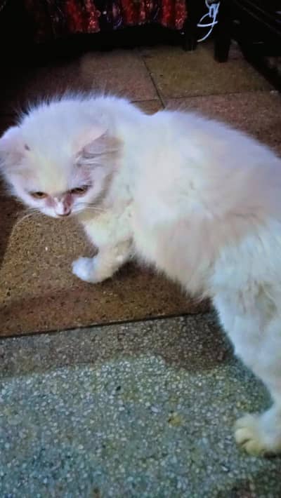 Beautiful cat with 2 baby for sale