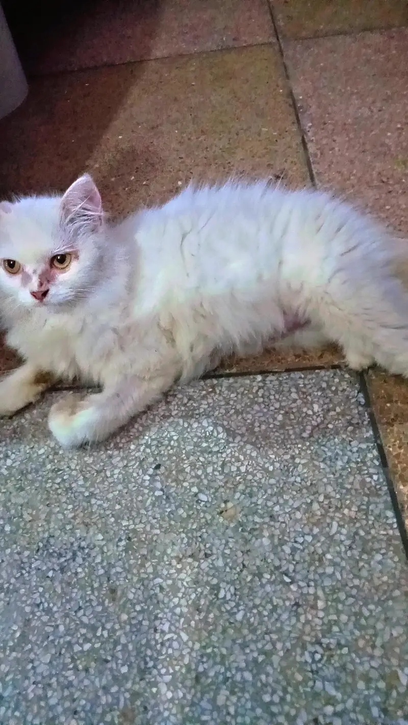 Beautiful cat with 2 baby for sale — photo 2