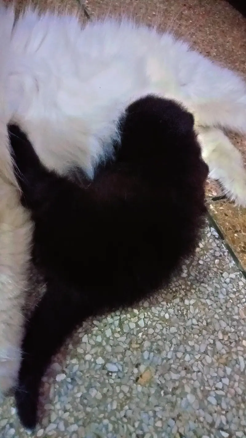 Beautiful cat with 2 baby for sale — photo 3
