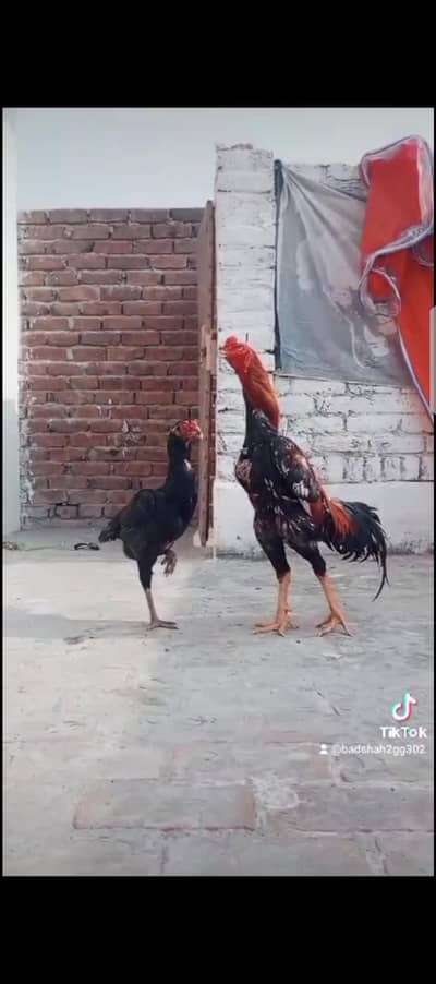 Aseel Shamoo chicks