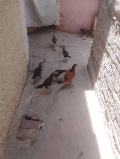 Pure Aseel Chicks with Mother for Sale (Aseel Choze aur Murgi)
