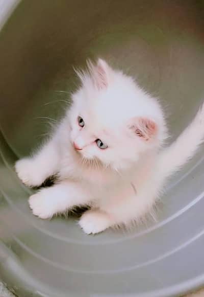 option 1:* Pure White Persian Kitten Blue Eyes Lahore
