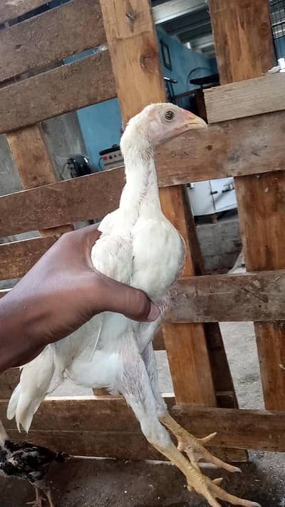 white shamo chicks or aseel x parrot beak