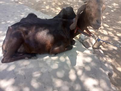 Goat / Bakri