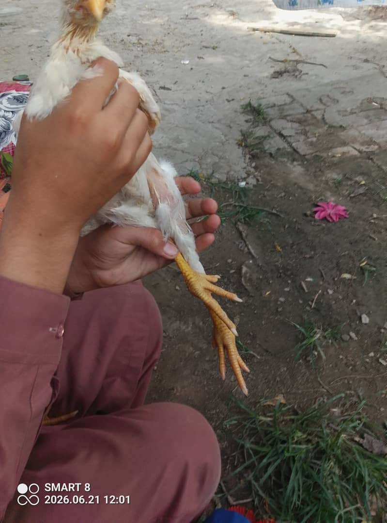 پیلی نوک نلی کھلا جوڑ مرغا ہیرا اور مرغی چینی 3