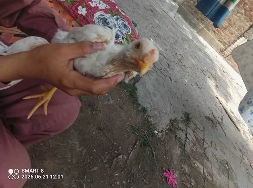 پیلی نوک نلی کھلا جوڑ مرغا ہیرا اور مرغی چینی 9